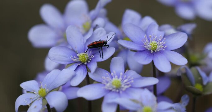 Liverwort Blooming Blue Hepatica Flower and European firebug in Wild Nature. Spring Time. Hepatica Nobilis