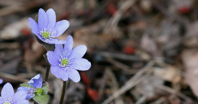 Liverwort Blooming Blue Hepatica Flower in Wild Nature. Spring Time. Hepatica Nobilis