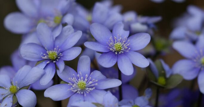 Liverwort Blooming Blue Hepatica Flower in Wild Nature. Spring Time. Hepatica Nobilis