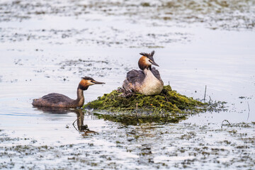 A pair of water birds, Great Crested Grebe, feeding chick at nest.