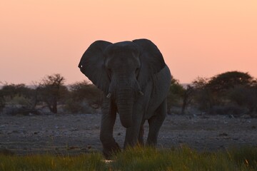 Afrikanischer Elefant (loxodonta africana) am Wasserloch bei Namutoni im Etoscha Nationalpark in Namibia. 