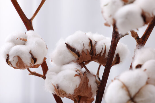 Cotton branches with fluffy flowers on light background, closeup