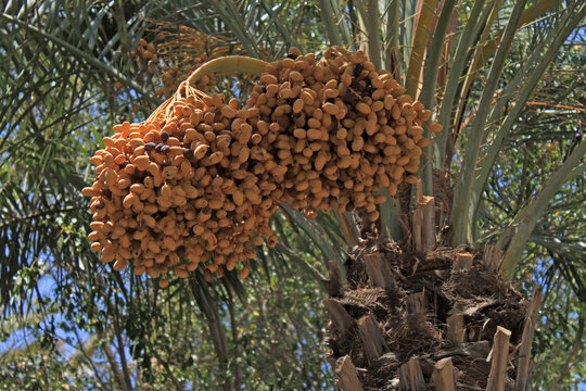 palma da dattero