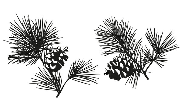 set of silhouettes of cones of cones, branches of pine, cedar