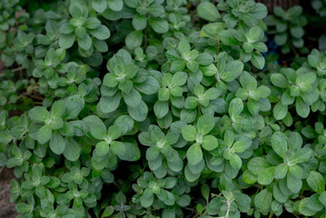 green plants background, close up