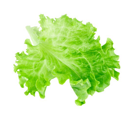 Lettuce leaf isolated on transparent background. Png format