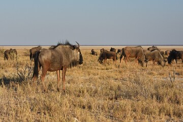 Naklejka na ściany i meble Eine Herde Gnus weidet in den Grasflächen des Etoscha Nationalparks.