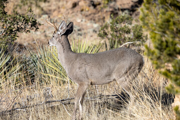 Obraz na płótnie Canvas Coues Whitetail Deer Buck in the Chiricahua Mountains Arizona