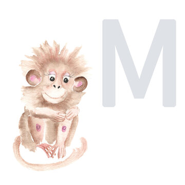 Letter M, monkey, cute kids animal ABC alphabet. Watercolor illustration isolated on white background. Can be used for alphabet or cards for kids learning English vocabulary and handwriting