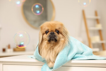 Cute Pekingese dog with towel and bubbles in bathroom. Pet hygiene