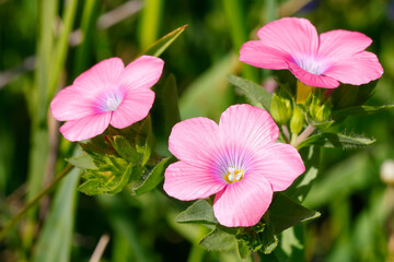 Pink flowers of Linum pubescens, the hairy pink flax in a wild. Herbaceous flowering plant in the genus Linum native to the east Mediterranean region. The plant is annual blooms in the spring