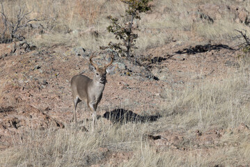 Coues Whitetail Deer Buck in the Chiricahua Mountains Arizona