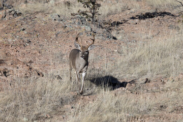 Coues Whitetail Deer Buck in the Chiricahua Mountains Arizona