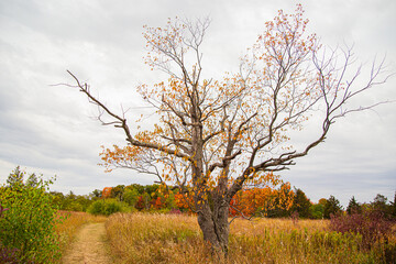Obraz premium Chinese silver grass and forest in Toronto, Canada