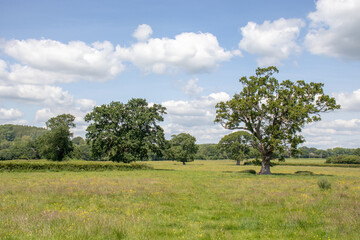 Fototapeta premium Oak trees in the meadow.