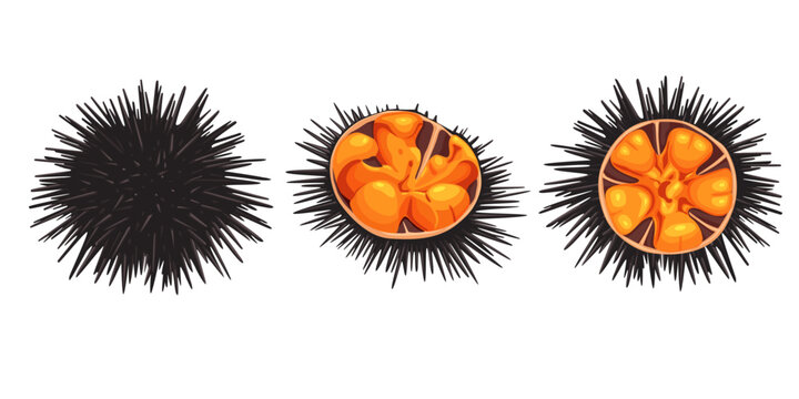 Sea urchin Japan isolated on white background, vector illustration