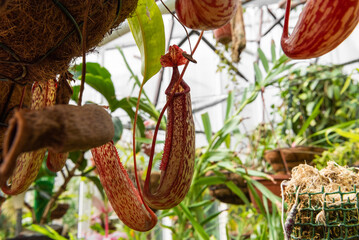 Jugs of Nepenthes on a background of green leaves. Predatory plant. Complex leaf with red staining....