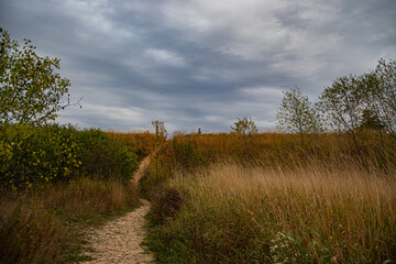 Chinese silver grass and forest in Toronto, Canada