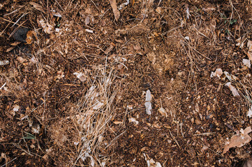 Manure, fertilizer from leaves from the forest. Photography, nature, earth background, top view.