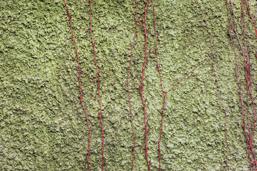 Background, texture of a green concrete uneven wall with hanging dry ivy, vine. Closeup photo, copy...