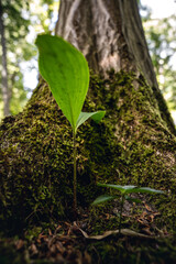 petite plante poussant contre le tronc d'un gros arbre recouvert de mousse.