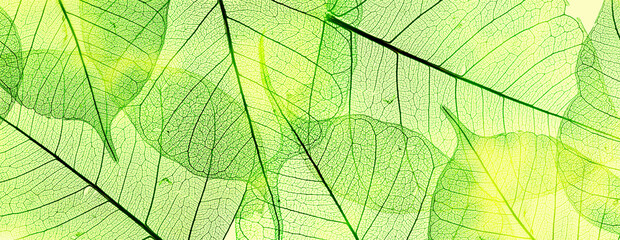 Plakat green leaves in the detail