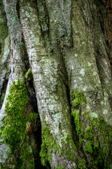 Gros plan d'un tronc d'arbre noueux avec de la mousse et peu d'écorce