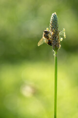 macro shot of a western honey bee with full pollen baskets on a flowering plant of plantain