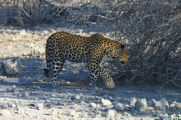 Leopard (panthera pardus) in der Nähe des Wasserlochs Klein Namutoni im Etoscha Nationalpark in...