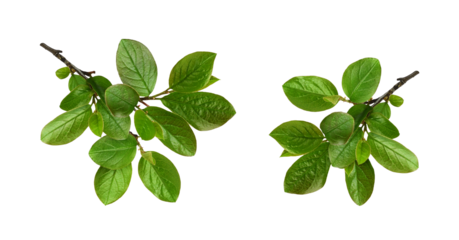 Set of twigs with spring green leaves isolated on whiteor transparent background