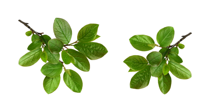 Set of twigs with spring green leaves isolated on whiteor transparent background