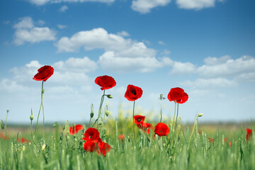Obraz na płótnie Canvas Poppies flower meadow spring season