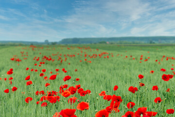 Poppies flower meadow spring season nature background