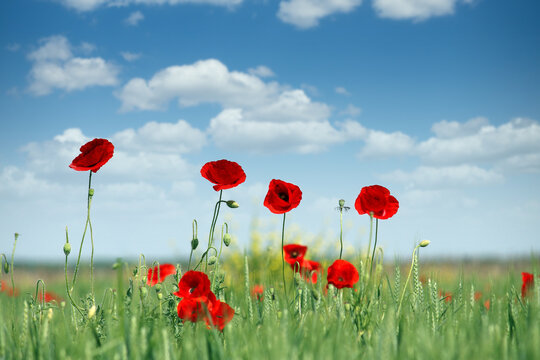 Poppies flower meadow spring season © goce risteski