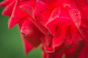red rose with water droplets © eagle130870