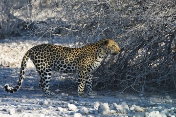 Leopard (panthera pardus) in der Nähe des Wasserlochs Klein Namutoni im Etoscha Nationalpark in...
