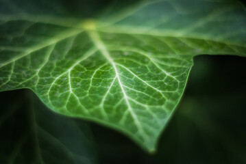 close up of green leaf