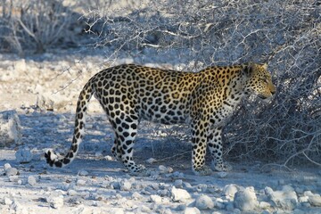 Leopard (panthera pardus) in der Nähe des Wasserlochs Klein Namutoni im Etoscha Nationalpark in...