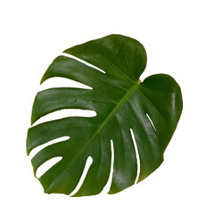 green leaf isolated, Monstera Leaf