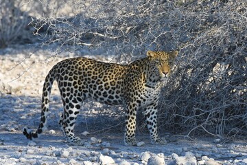 Leopard (panthera pardus) in der Nähe des Wasserlochs Klein Namutoni im Etoscha Nationalpark in...