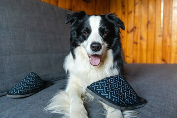 Naughty playful puppy dog border collie after mischief biting slipper lying on couch at home. Guilty dog and destroyed living room. Damage messy home and puppy with funny guilty look.