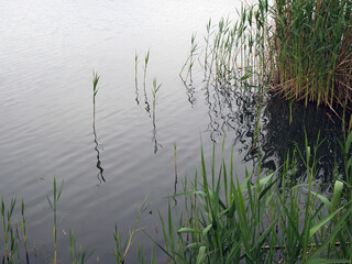 Reeds in the lake. Reed reflections on the calm water surface