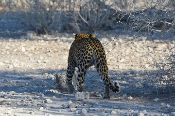 Leopard (panthera pardus) in der Nähe des Wasserlochs Klein Namutoni im Etoscha Nationalpark in Namibia. 