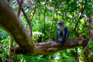 Red Colobus Monkey, Jozani Forest, Zanzibar - Endangered Species