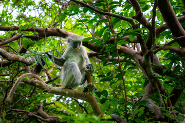 Red Colobus Monkey, Jozani Forest, Zanzibar - Endangered Species