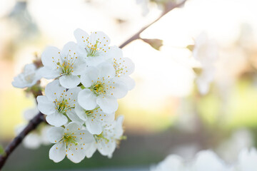 Blooming tree in spring, fresh white flowers on a fruit tree branch, plant blossom abstract background, seasonal beauty of nature, dreamy soft focus picture