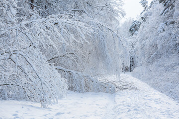 Snowy winter day in the forest 