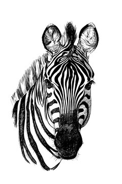 Hand drawn zebra portrait, sketch graphics monochrome illustration on white background