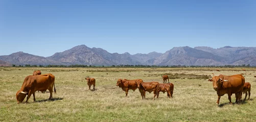 Deurstickers Afrikaner cows grazing on open veld near Worcester, Breede River Valley, South Africa. © Jacques Hugo