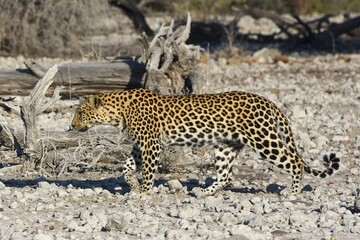 Leopard (panthera pardus) in der Nähe des Wasserlochs Klein Namutoni im Etoscha Nationalpark in...